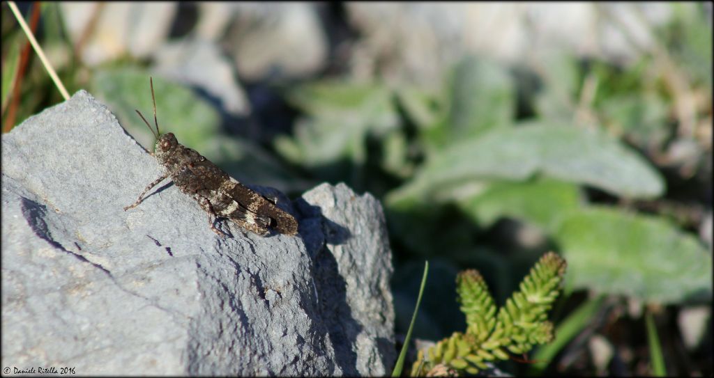 Oedipoda germanica: maschi e femmine